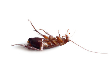 dead cockroach isolated on white
