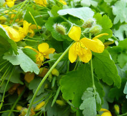 Greater celandine herb (Chelidonium majus, tetterwort, nipplewort or swallowwort). Yellow flowers and green leaves on old wood background. Closeup, selective focus.