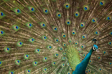 Obraz premium Peacock showing tail feathers close-up