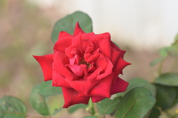 The Rose the Flower of Love