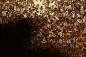 Bee honeycombs filled with honey and bees. Apiculture