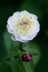 closeup of white small flower on dark background