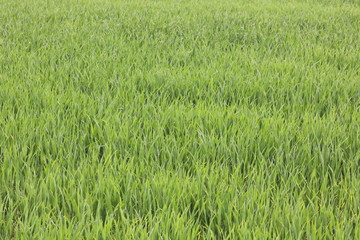 Natural green background with juicy spring green grass