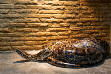 Big snake in the terrarium