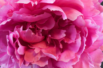 peony blossom