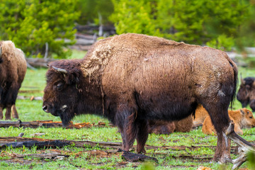 Fototapeta premium American buffalo