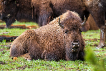 American buffalo