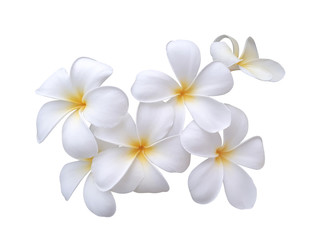 Fototapeta na wymiar white plumeria flowers isolated on white
