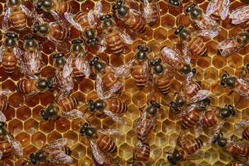 Bee colonies. Worker bees on honeycomb.