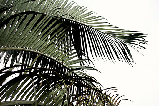 isolated tropical palm tree leaves florida