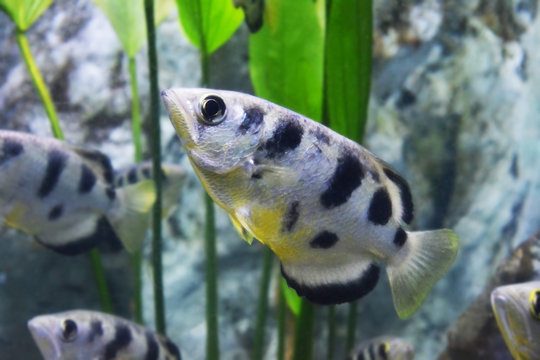 Archer Fish (Toxotes Jaculatrix)