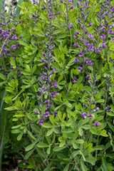 Baptisia australis Purple Smoke