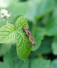 Lederwanze (Coreus marginatus)