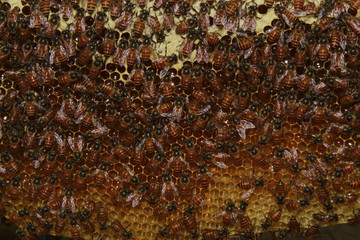 bees on honeycomb