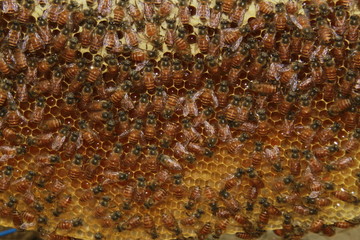 Bee colonies. Worker honey bees on the hexagonal honeycomb