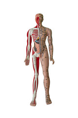 acupuncture points, bone, muscle and internal organ figure