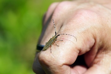 Scheckhorn-Distelbock (Agapanthia villoviridescens)