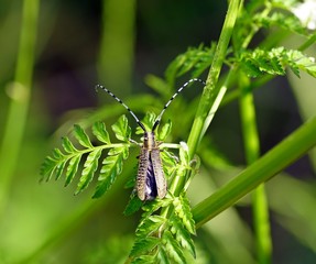 Scheckhorn-Distelbock (Agapanthia villoviridescens)