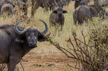 Fototapeta na wymiar A mean cape buffalo protects the herd in Tanzania