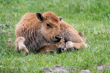 American baby buffalo