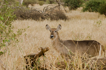 Female waterbuck caught chewing grass with funny mouth expression