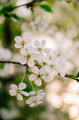 White flowers of cherry trees. Spring flowering of fruit trees.