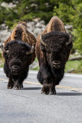 Fototapeta premium American buffalos