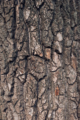 Texture, background of old ancient bark of a powerful tree.