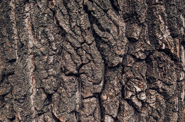 Texture, background of old ancient bark of a powerful tree.