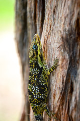 blue eye lizard on tree