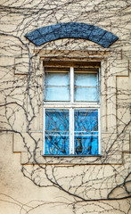 Fototapeta na wymiar Window covered with ivy in winter