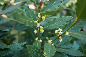 Laurus nobilis