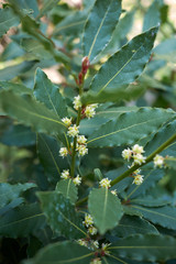 Laurus nobilis