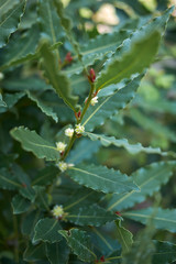 Laurus nobilis