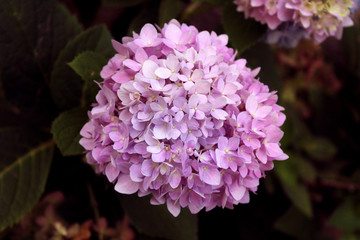 Flor Rosa Buquê Foco