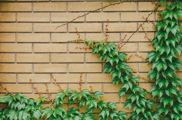Brick wall entwined with wild grapes.