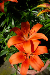 Lilium