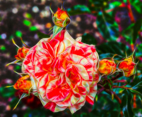 Fototapeta na wymiar abstract Flower of rose