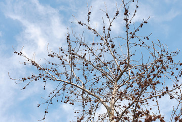 Liquidambar styraciflua