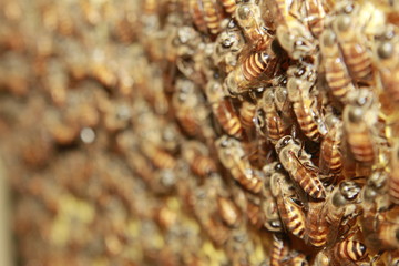 Abstract background of honey bees on honeycomb.