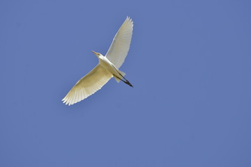 la colombe blanche dans le ciel 