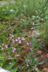 Lythrum junceum Banks & Sol