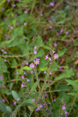 Lythrum junceum Banks & Sol