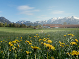 Beautiful alpine landscape with flower meadow and alps in Bavaria