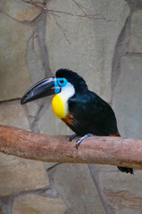 Channel-billed toucan sitting in a branch in the zoo. Ramphastos vitellinus.