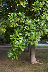 Magnolia grandiflora