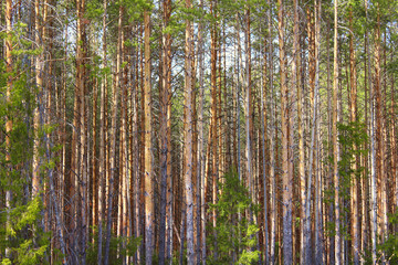 Fototapeta na wymiar Beautiful pine forest. Background. Landscape.