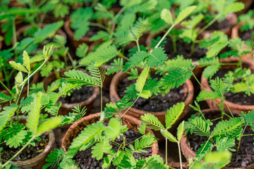 A sensitive compound leaf of Mimosa pudica - sensitive plant, shame plants in pots