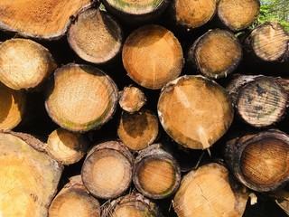 Holzschnitt Baumst&auml;mme