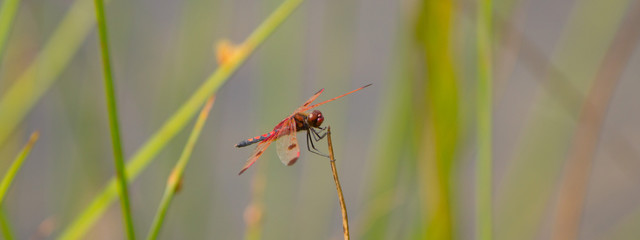 red dragonfly on grass